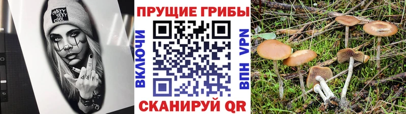 Галлюциногенные грибы MAGIC MUSHROOMS  Купить  Коркино 